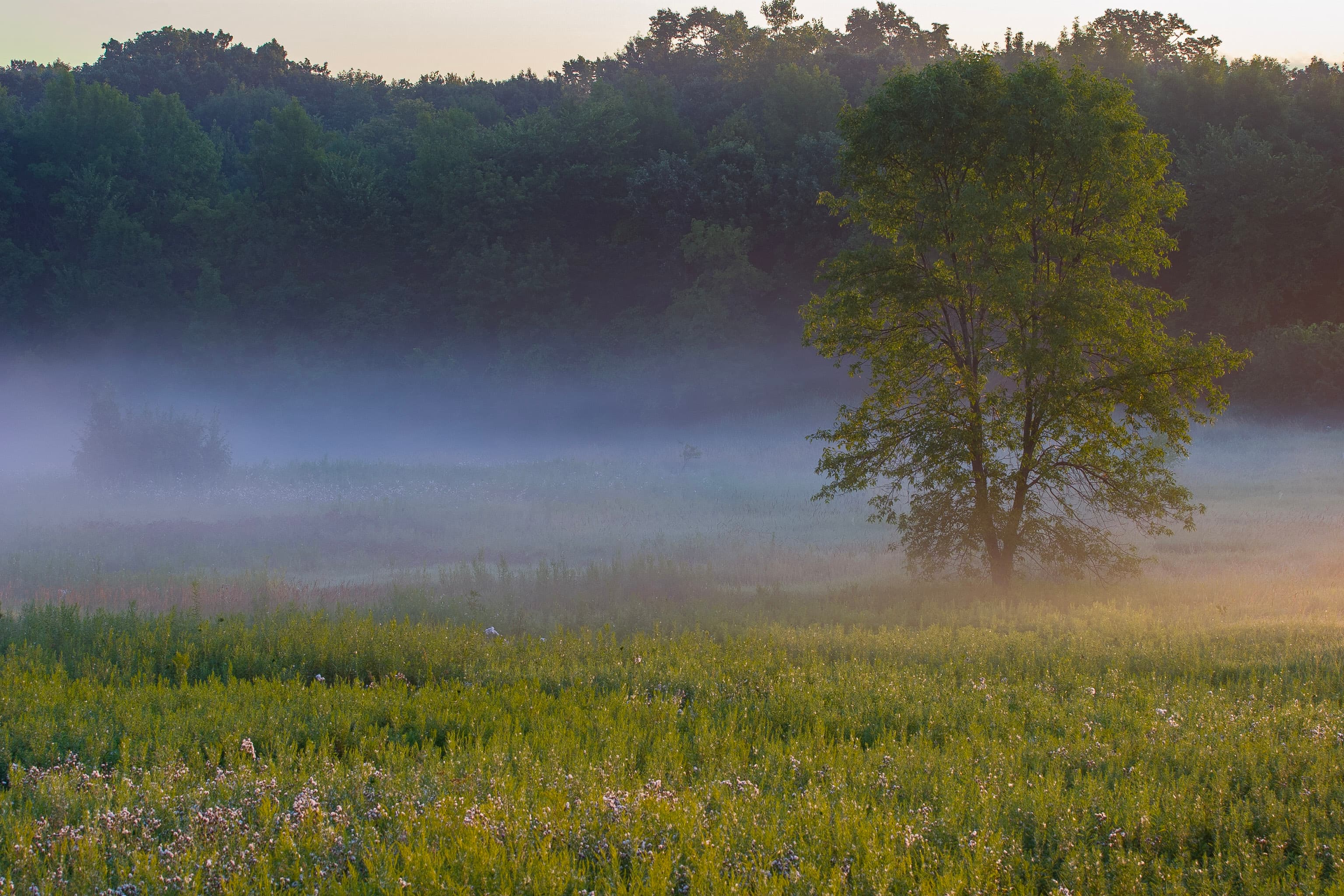 Fog over a meadow with a sunlit tree