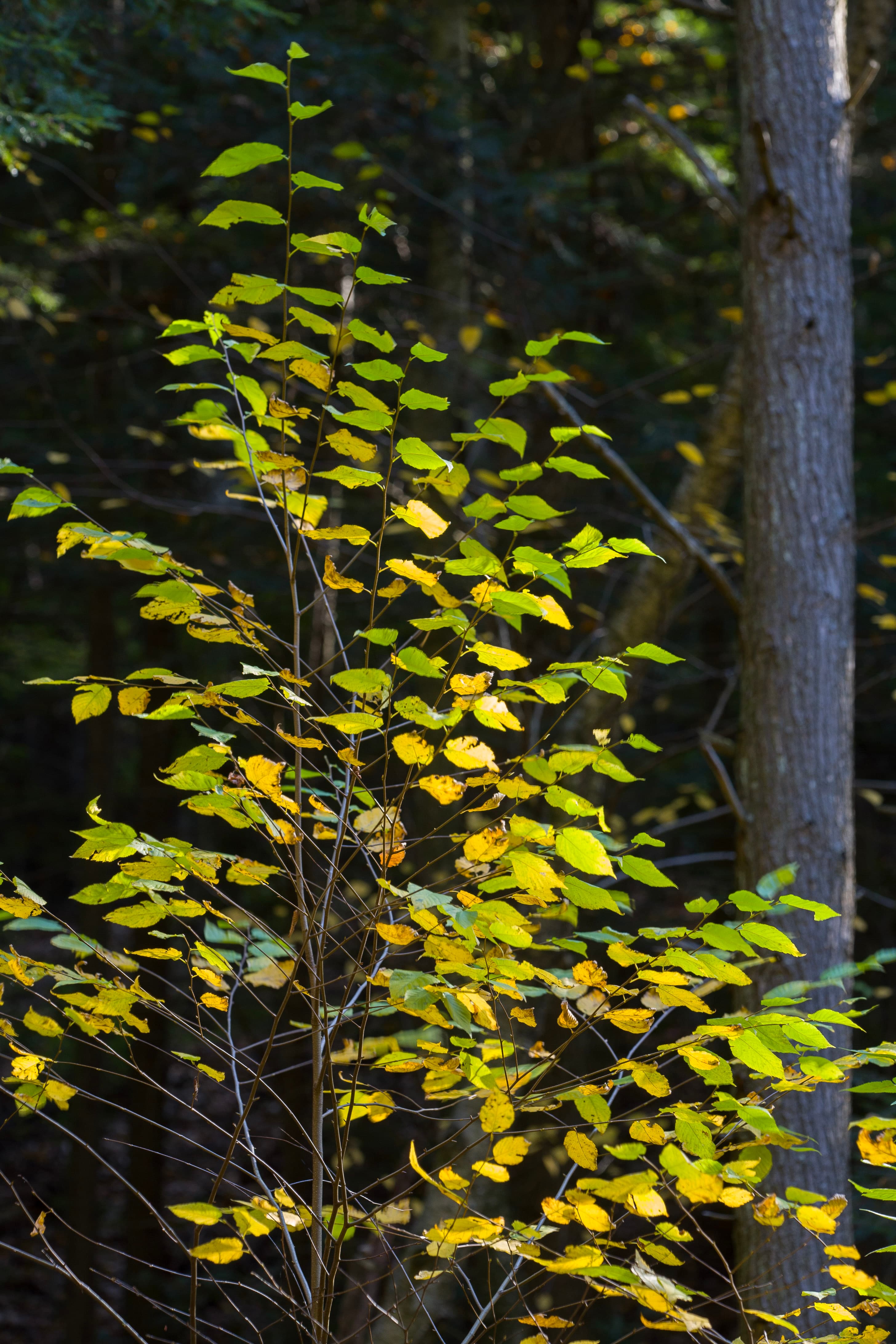 Leaves